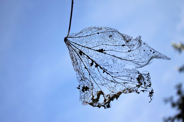 Bezpłatne pobieranie Leaf Dry Forest - bezpłatne zdjęcie lub obraz do edycji za pomocą internetowego edytora obrazów GIMP