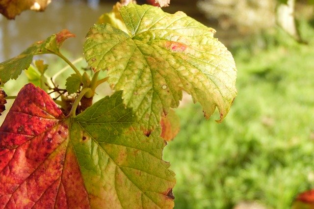 Безкоштовно завантажте Leaf Fall Cassis - безкоштовну фотографію або зображення для редагування за допомогою онлайн-редактора зображень GIMP