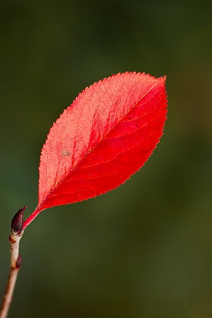 Free download leaf fall deciduous tree free picture to be edited with GIMP free online image editor