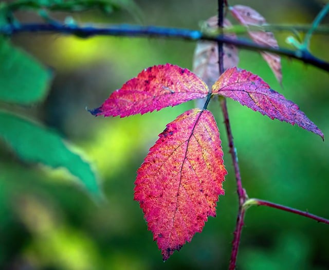 Téléchargement gratuit d'une image gratuite de feuille d'automne flore vert rouge botanique à modifier avec l'éditeur d'images en ligne gratuit GIMP