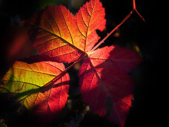 Gratis download Leaf Fall Nature - gratis foto of afbeelding om te bewerken met GIMP online afbeeldingseditor