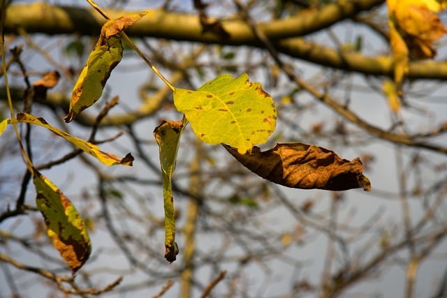 Безкоштовно завантажте Leaf Fall Nature - безкоштовну фотографію або малюнок для редагування за допомогою онлайн-редактора зображень GIMP