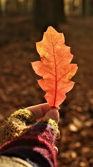 Free download leaf fall oak autumn hand gloves free picture to be edited with GIMP free online image editor
