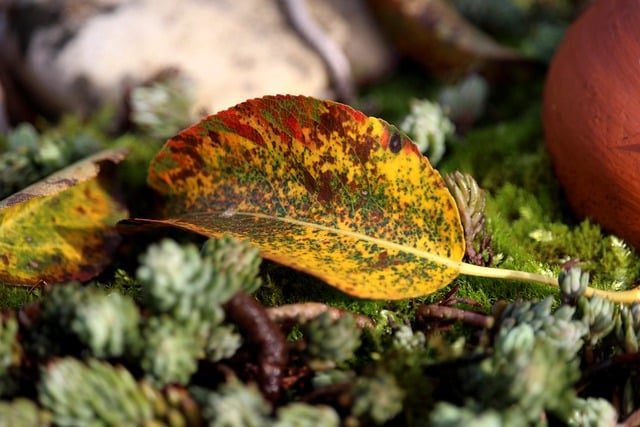 Free download leaf fall october nature free picture to be edited with GIMP free online image editor