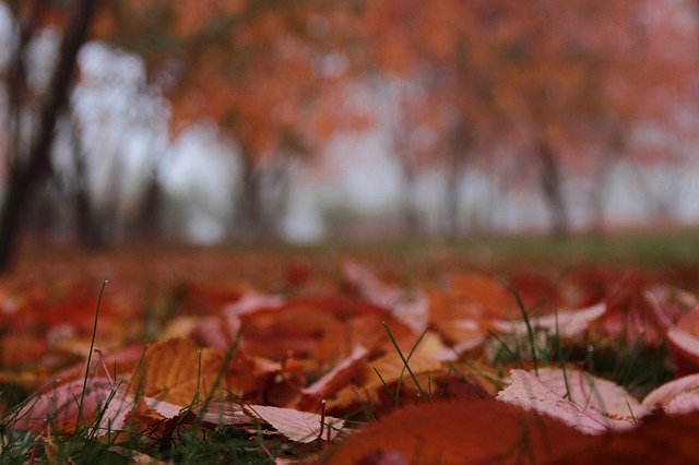 Descărcare gratuită Leaf Fall Red - fotografie sau imagine gratuită pentru a fi editată cu editorul de imagini online GIMP