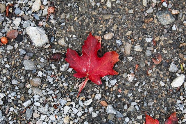 Free download Leaf Fall Rocks -  free photo or picture to be edited with GIMP online image editor