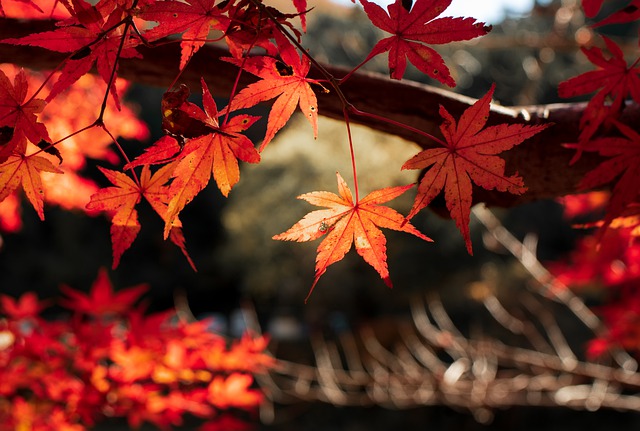 Free download leaf fall tree red autumn momiji free picture to be edited with GIMP free online image editor