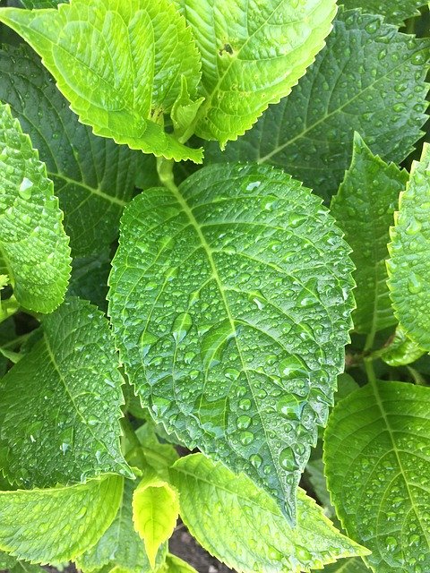 Скачать бесплатно Leaf Fauna Garden - бесплатное фото или изображение для редактирования с помощью онлайн-редактора изображений GIMP