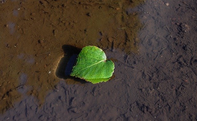 Free download Leaf Floating Dirt -  free photo or picture to be edited with GIMP online image editor