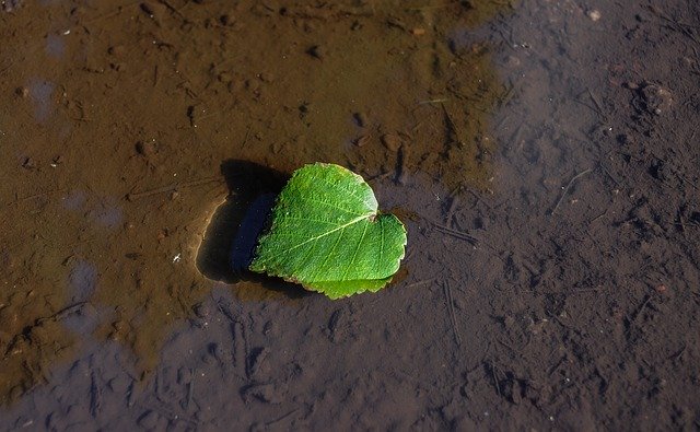 Скачать бесплатно Leaf Floating Dirt - бесплатное фото или изображение для редактирования с помощью онлайн-редактора изображений GIMP