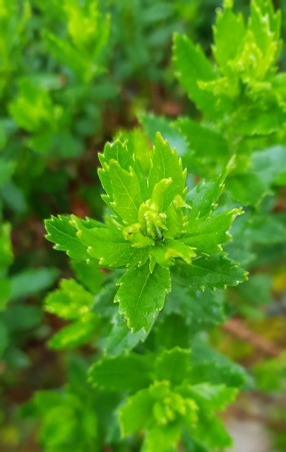 ดาวน์โหลดฟรี Leaf Focus Macro - ภาพถ่ายหรือรูปภาพฟรีที่จะแก้ไขด้วยโปรแกรมแก้ไขรูปภาพออนไลน์ GIMP