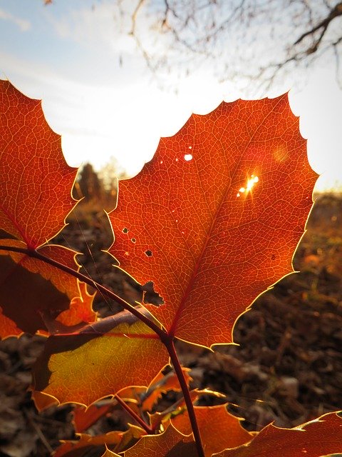 Free download Leaf Foliage Leaves -  free photo or picture to be edited with GIMP online image editor