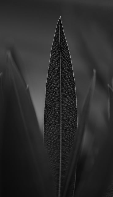 Free download leaf foliage tree plant flora free picture to be edited with GIMP free online image editor