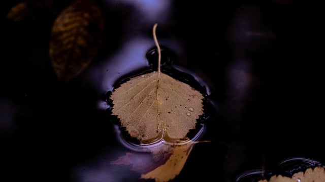 Free download leaf foliage water float close up free picture to be edited with GIMP free online image editor
