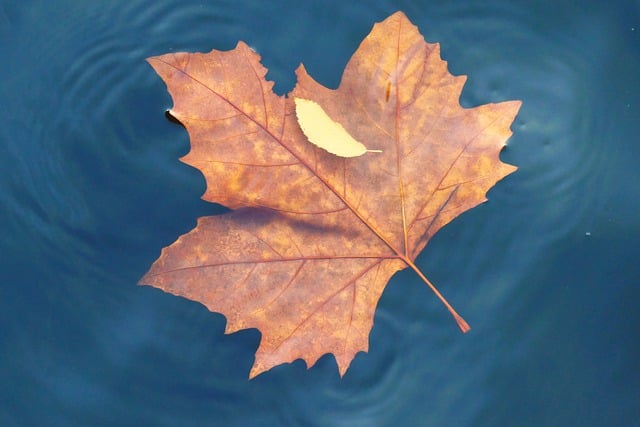 Free download leaf foliage water maple tree free picture to be edited with GIMP free online image editor