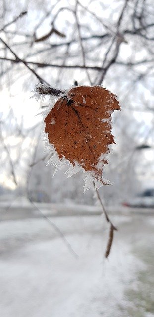 Free download Leaf Frost -  free photo or picture to be edited with GIMP online image editor