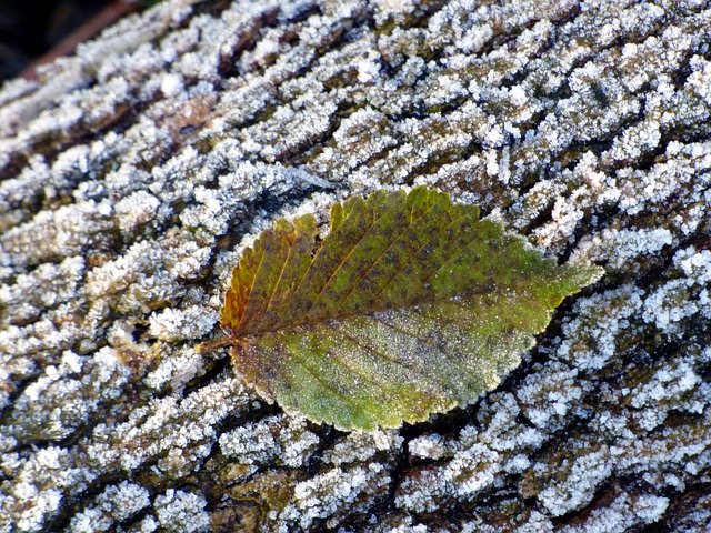 Free download Leaf Frost Trunk -  free free photo or picture to be edited with GIMP online image editor