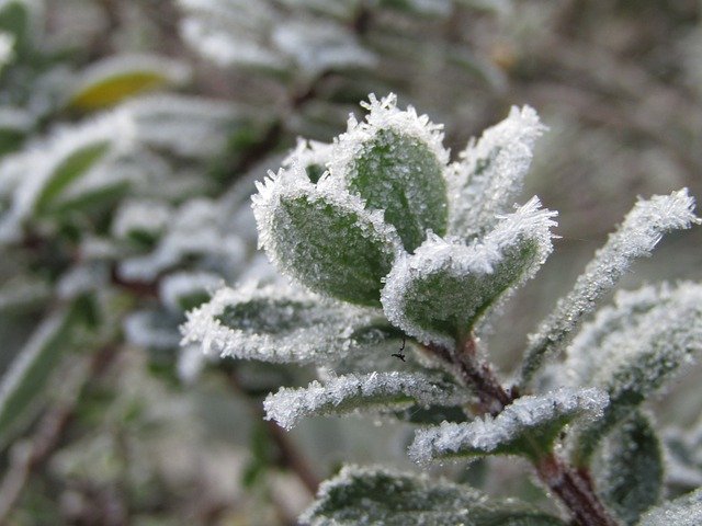 Free download Leaf Frozen White Winter -  free photo or picture to be edited with GIMP online image editor