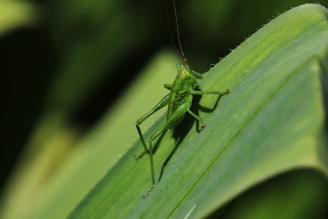 Free download leaf garden grasshopper free picture to be edited with GIMP free online image editor