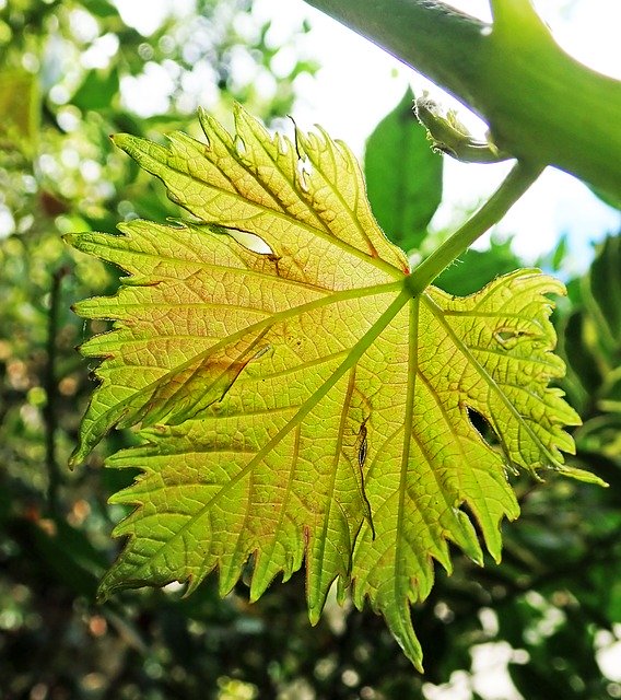 Free download Leaf Grape Plant -  free photo or picture to be edited with GIMP online image editor