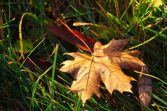 Free download leaf grass fall autumn flora free picture to be edited with GIMP free online image editor