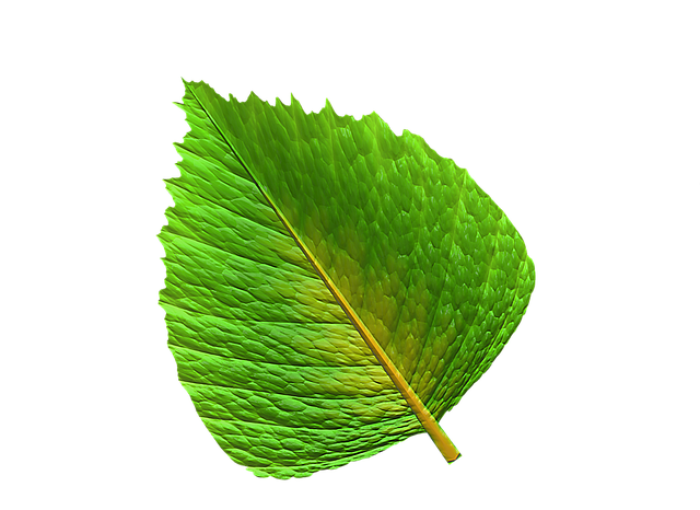 Free download Leaf Green -  free illustration to be edited with GIMP free online image editor