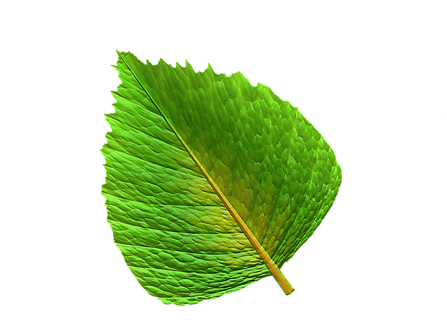 Gratis download Leaf Green - gratis foto of afbeelding om te bewerken met GIMP online afbeeldingseditor