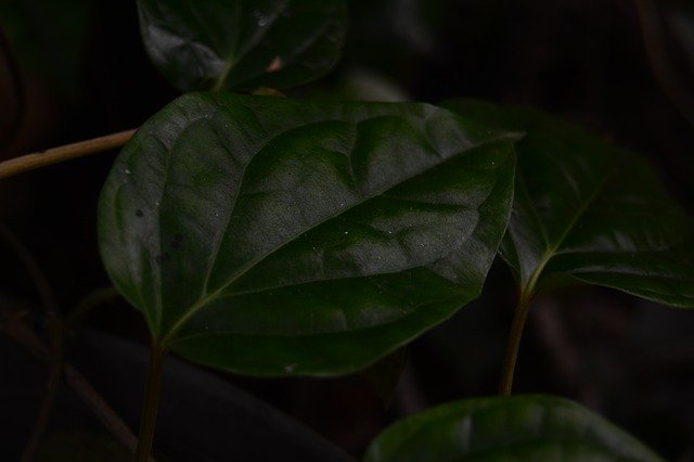 বিনামূল্যে ডাউনলোড করুন Leaf Green Background বিনামূল্যে ফটো টেমপ্লেট GIMP অনলাইন ইমেজ এডিটর দিয়ে সম্পাদনা করা হবে