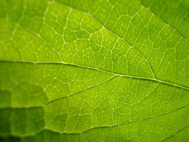 Téléchargement gratuit de Leaf Green Bright - photo ou image gratuite à éditer avec l'éditeur d'images en ligne GIMP