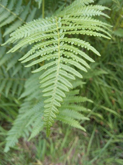 Kostenloser Download Blattgrüner Wald - kostenloses Foto oder Bild zur Bearbeitung mit GIMP Online-Bildbearbeitung