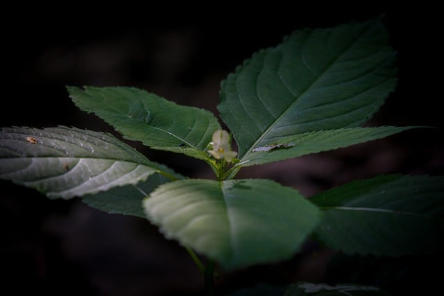 Free download leaf green forest plant flora free picture to be edited with GIMP free online image editor