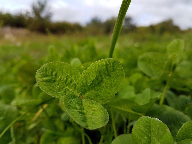 Free download leaf green leaves g nature plant free picture to be edited with GIMP free online image editor