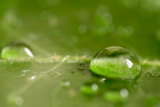 Free download Leaf Green Macro -  free photo or picture to be edited with GIMP online image editor