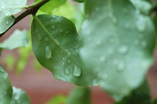 ດາວ​ໂຫຼດ​ຟຣີ Leaf Green Nature - ຮູບ​ພາບ​ຟຣີ​ຫຼື​ຮູບ​ພາບ​ທີ່​ຈະ​ໄດ້​ຮັບ​ການ​ແກ້​ໄຂ​ທີ່​ມີ GIMP ອອນ​ໄລ​ນ​໌​ບັນ​ນາ​ທິ​ການ​ຮູບ​ພາບ​