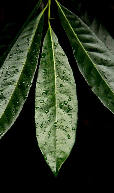 Free download Leaf Green Rain Forest -  free photo or picture to be edited with GIMP online image editor