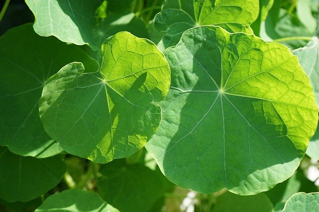 Free download Leaf Green Shadow Sunbeam -  free photo or picture to be edited with GIMP online image editor