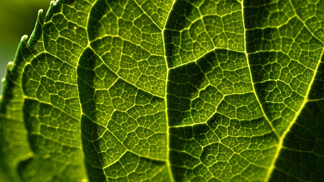 Free download leaf green up close sunlight free picture to be edited with GIMP free online image editor