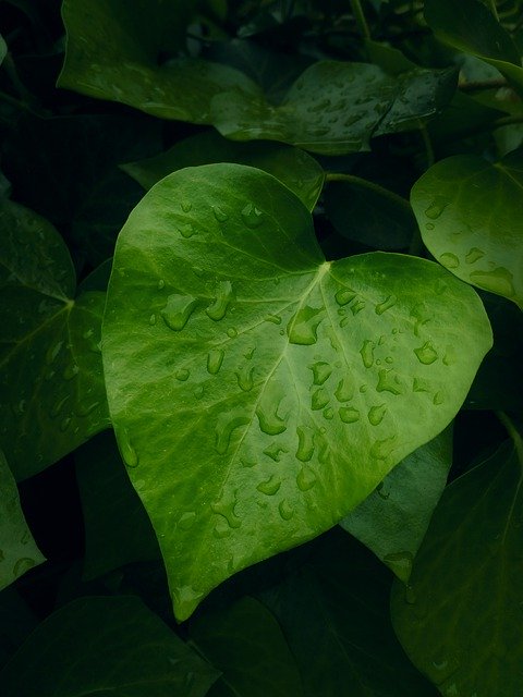 Muat turun percuma Leaf Heart Contrast - foto atau gambar percuma untuk diedit dengan editor imej dalam talian GIMP