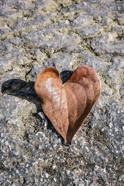 Free download Leaf Heart Nature -  free photo or picture to be edited with GIMP online image editor