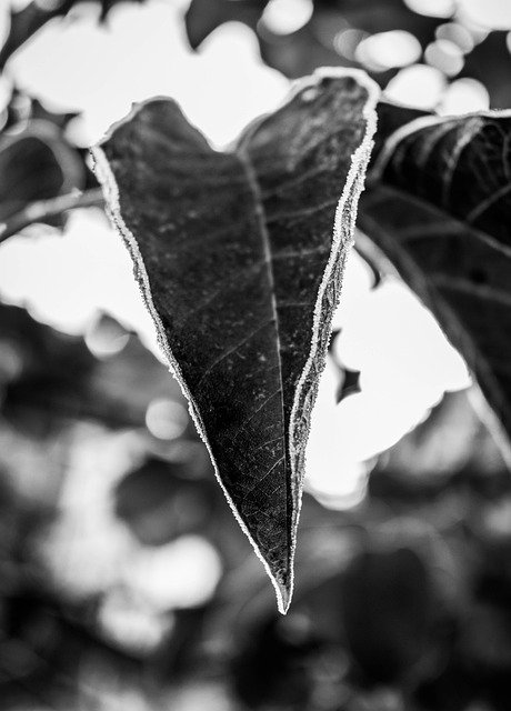 Free download Leaf Heart Shaped Black And White -  free free photo or picture to be edited with GIMP online image editor