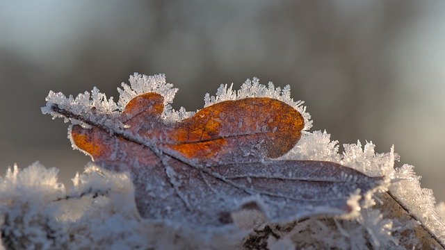 Free graphic leaf hoarfrost rough nights to be edited by GIMP free image editor by OffiDocs