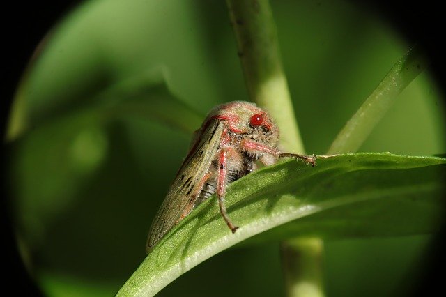 Unduh gratis Leafhoppers Insect Nature - foto atau gambar gratis untuk diedit dengan editor gambar online GIMP