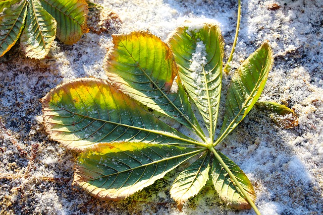 Free download leaf horse chestnut winter seasonal free picture to be edited with GIMP free online image editor