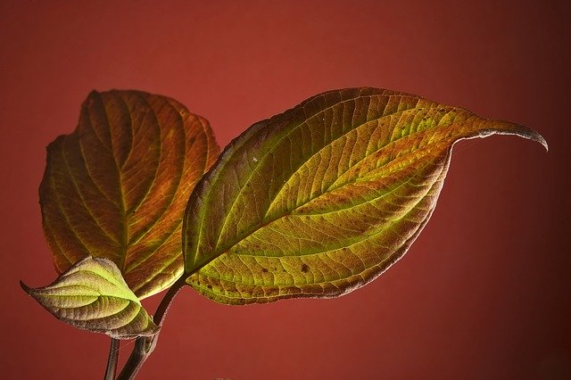 Gratis download Leaf Indoor Green - gratis foto of afbeelding om te bewerken met GIMP online afbeeldingseditor