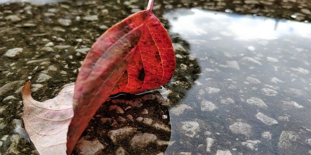 Free download Leaf In Water Rain -  free free photo or picture to be edited with GIMP online image editor