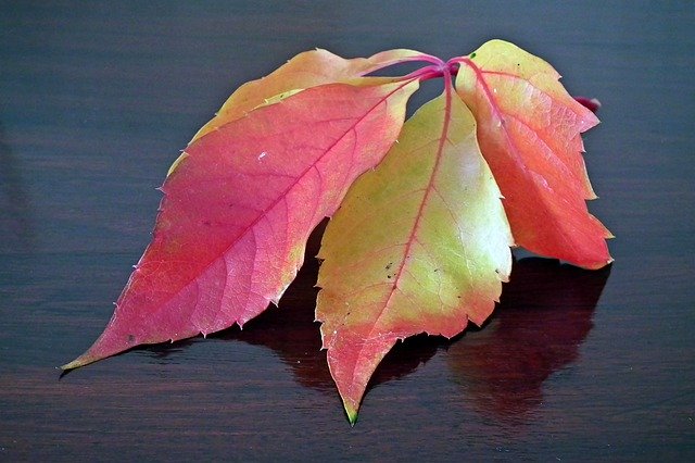 دانلود رایگان Leaf Ivy Autumn - عکس یا تصویر رایگان قابل ویرایش با ویرایشگر تصویر آنلاین GIMP