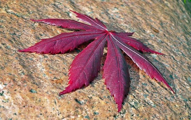 Free download Leaf Japanese Maple Tree -  free photo or picture to be edited with GIMP online image editor