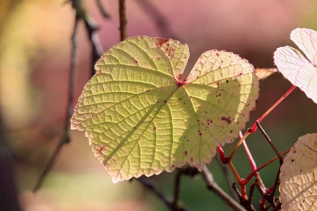 Free download leaf leaf structure tree fall free picture to be edited with GIMP free online image editor