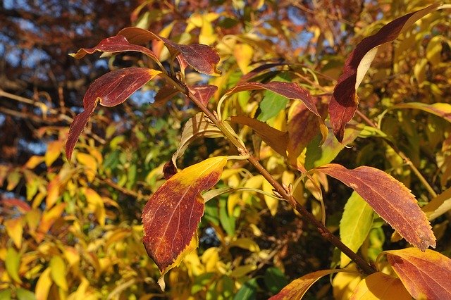 Free download Leaf Leaves Autumn -  free photo or picture to be edited with GIMP online image editor