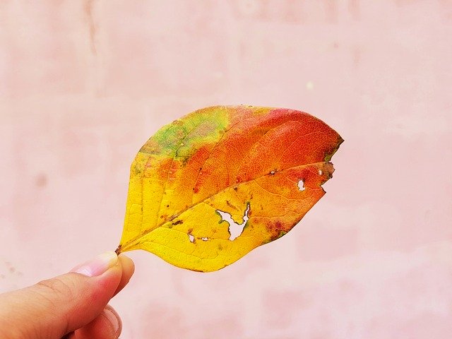 Free download Leaf Leaves Autumn The -  free photo or picture to be edited with GIMP online image editor